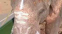 Save Gajendra| ವೀರಪ್ಪನ್‌ ಕಾಡಿನಲ್ಲಿ ಒಂಟಿಯಾಗಿದ್ದ ವೃದ್ಧ ಗಜೇಂದ್ರನಿಗೆ ಕೊನೆಗೂ ಸಂಗಾತಿಗಳ ಸಾಂಗತ್ಯ!