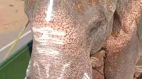 Save Gajendra| ವೀರಪ್ಪನ್‌ ಕಾಡಿನಲ್ಲಿ ಒಂಟಿಯಾಗಿದ್ದ ವೃದ್ಧ ಗಜೇಂದ್ರನಿಗೆ ಕೊನೆಗೂ ಸಂಗಾತಿಗಳ ಸಾಂಗತ್ಯ!