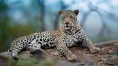 ಪಿರಿಯಾಪಟ್ಟಣ: ಗುಂಡೇಟಿನಿಂದ ಹೆಣ್ಣು ಚಿರತೆ ಸಾವು, ಕೊಂದವರು ಯಾರು? ತನಿಖೆಗೆ ಆದೇಶ