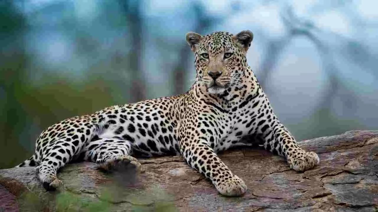 ಪಿರಿಯಾಪಟ್ಟಣ: ಗುಂಡೇಟಿನಿಂದ ಹೆಣ್ಣು ಚಿರತೆ ಸಾವು, ಕೊಂದವರು ಯಾರು? ತನಿಖೆಗೆ ಆದೇಶ ಪಿರಿಯಾಪಟ್ಟಣ: ಗುಂಡೇಟಿನಿಂದ ಹೆಣ್ಣು ಚಿರತೆ ಸಾವು, ಕೊಂದವರು ಯಾರು? ತನಿಖೆಗೆ ಆದೇಶ