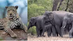 Human Wildlife Conflict| ಮಿತಿಮೀರಿದ ಚಿರತೆ, ಆನೆ ಸಂಖ್ಯೆ: ಸಂತಾನಹರಣ ಕ್ರಮಕ್ಕೆ ರಾಜ್ಯ ಅರಣ್ಯ ಇಲಾಖೆ ಚಿಂತನೆ