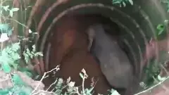 ಸುಳ್ಯದಲ್ಲಿ ಪಾಳು ಬಾವಿಗೆ ಬಿದ್ದ ಕಾಡಾನೆ; ಮುಂದುವರಿದ ರಕ್ಷಣಾ ಕಾರ್ಯಾಚರಣೆ