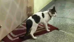 ಹೆಣ್ಣು ಬೆಕ್ಕಿನ ಮಾಲೀಕನಿಂದ ಗಂಡು ಬೆಕ್ಕಿನ ಮಾಲೀಕನಿಗೆ ಧಮ್ಕಿ: ಠಾಣೆ ಮೆಟ್ಟಿಲೇರಿದ ಬೆಕ್ಕುಗಳ ಪ್ರೇಮ ಪ್ರಕರಣ!