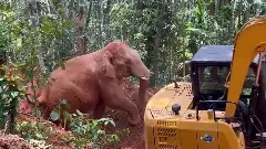 ಪೆರಾಜೆ ಬಳಿ ಬಾವಿಗೆ ಬಿದ್ದಿದ್ದ ಕಾಡಾನೆ ರಕ್ಷಣೆ , ಕಾಡಿಗೆ ಹೋಗದೆ ಕೃಷಿ ತೋಟದತ್ತ ಮುಖಮಾಡಿದ ಗಜರಾಜ ಪೆರಾಜೆ ಬಳಿ ಬಾವಿಗೆ ಬಿದ್ದಿದ್ದ ಕಾಡಾನೆ ರಕ್ಷಣೆ , ಕಾಡಿಗೆ ಹೋಗದೆ ಕೃಷಿ ತೋಟದತ್ತ ಮುಖಮಾಡಿದ ಗಜರಾಜ