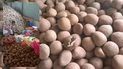 ಕುಸಿದ ತೆಂಗು ಬಳೆ, ದಾಖಲೆ ಬರೆದ ಉಂಡೆ ಕೊಬ್ಬರಿ ಬೆಲೆ!  ಆದರೂ...ರೈತರಿಗೆ ದಕ್ಕದ ಲಾಭ