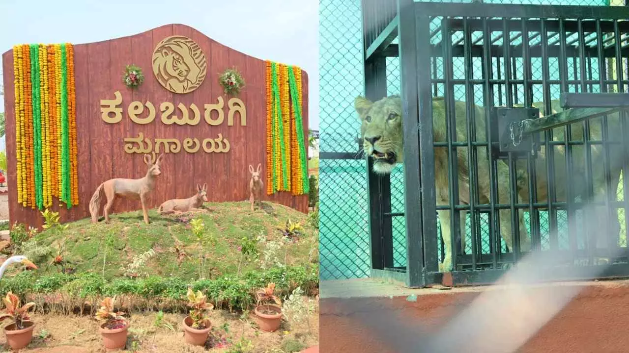 New zoo for Kalyan Karnataka; Government steps to increase green belt New zoo for Kalyan Karnataka; Government steps to increase green belt