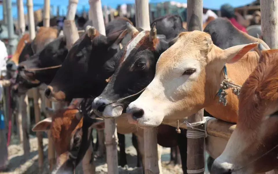 ಬಕ್ರೀದ್ಗೂ ಮುನ್ನವೇ ಗೋಹತ್ಯೆಗೆ ಅಂಕುಶ: ತೀವ್ರ ಸಂಕಷ್ಟಕ್ಕೆ ಸಿಲುಕಿದ ಪ.ಬಂಗಾಳದ ಹಿಂದೂ ಹೈನುಗಾರರು ಬಕ್ರೀದ್ಗೂ ಮುನ್ನವೇ ಗೋಹತ್ಯೆಗೆ ಅಂಕುಶ: ತೀವ್ರ ಸಂಕಷ್ಟಕ್ಕೆ ಸಿಲುಕಿದ ಪ.ಬಂಗಾಳದ ಹಿಂದೂ ಹೈನುಗಾರರು