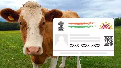 ಜಾನುವಾರುಗಳಿಗೂ ‘ಆಧಾರ್’ ಭಾಗ್ಯ; ಮೂಗಿನ ರೇಖೆ ಸ್ಕ್ಯಾನ್ ಮಾಡಿ ವಂಚನೆಗೆ ಬ್ರೇಕ್!