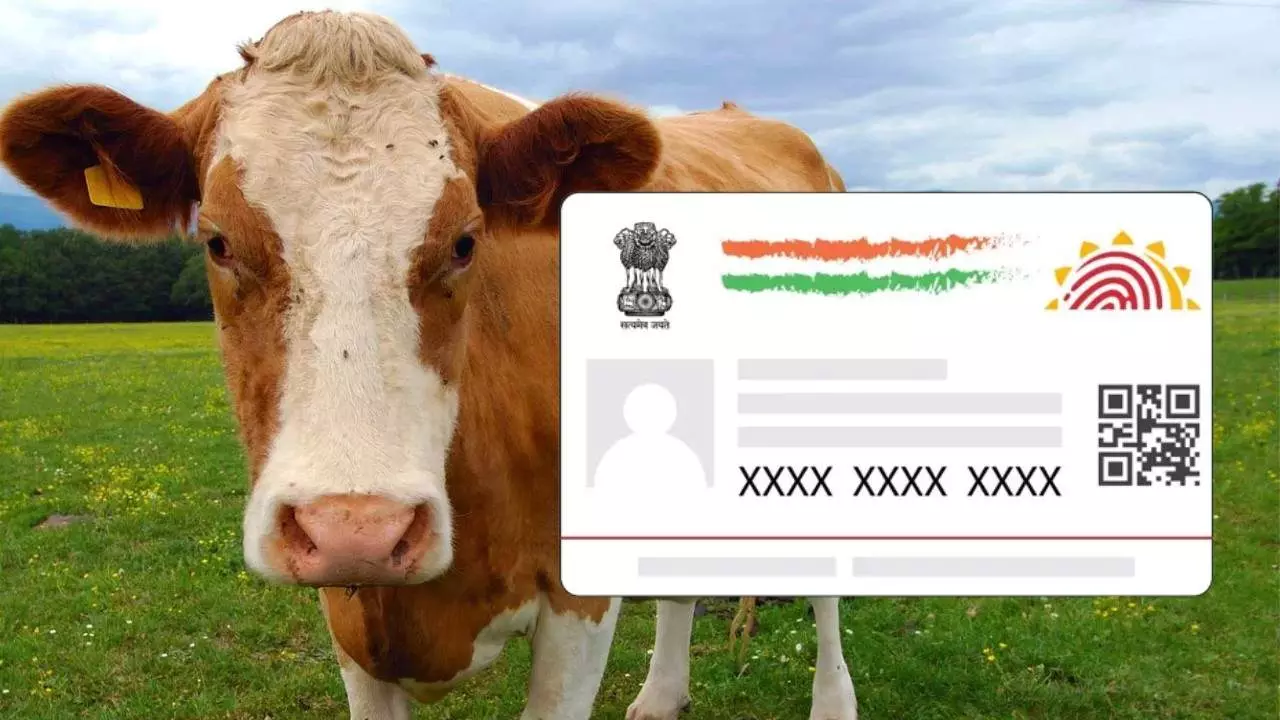 ಜಾನುವಾರುಗಳಿಗೂ ‘ಆಧಾರ್’ ಭಾಗ್ಯ; ಮೂಗಿನ ರೇಖೆ ಸ್ಕ್ಯಾನ್ ಮಾಡಿ ವಂಚನೆಗೆ ಬ್ರೇಕ್! ಜಾನುವಾರುಗಳಿಗೂ ‘ಆಧಾರ್’ ಭಾಗ್ಯ; ಮೂಗಿನ ರೇಖೆ ಸ್ಕ್ಯಾನ್ ಮಾಡಿ ವಂಚನೆಗೆ ಬ್ರೇಕ್!