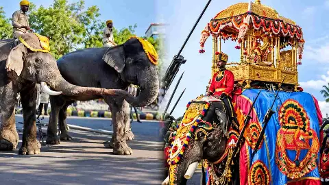ಮೈಸೂರು ದಸರಾ ಅಂಗಳದಲ್ಲಿ ಲಕ್ಷ್ಮಿ-ಮಹೇಂದ್ರನ ಗಜಪ್ರೇಮದ ಚರ್ಚೆ ಮೈಸೂರು ದಸರಾ ಅಂಗಳದಲ್ಲಿ ಲಕ್ಷ್ಮಿ-ಮಹೇಂದ್ರನ ಗಜಪ್ರೇಮದ ಚರ್ಚೆ
