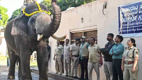 ಚಿನ್ನದ ಅಂಬಾರಿಯ ಹೊಸ ಸಾರಥಿ ‘ಪ್ರಶಾಂತ’; ಜಂಬೂ ಸವಾರಿಯ ಕ್ಯಾಪ್ಟನ್ ಆಗಿ ಆಯ್ಕೆ ಚಿನ್ನದ ಅಂಬಾರಿಯ ಹೊಸ ಸಾರಥಿ ‘ಪ್ರಶಾಂತ’; ಜಂಬೂ ಸವಾರಿಯ ಕ್ಯಾಪ್ಟನ್ ಆಗಿ ಆಯ್ಕೆ