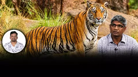 ಹನೂರು ಸೇರಿದಂತೆ ಕರ್ನಾಟಕದಲ್ಲಿ ಹುಲಿ ಹಿಡಿಯಲು ಅಕ್ರಮ ಪ್ರವೇಶ, ಬವಾರಿಯಾ ಗ್ಯಾಂಗ್‌ನ ಕರಾಳ ಜಾಲವೇನು?